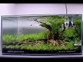 Aquascape - "New Beginnings" - Step by Step - Aquascaped by Dan Harris #PoweredByAnubias