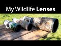Wildlife Photography Lenses: 300mm f/4, 400mm f/5.6, 500mm f/4 (My Lens Evolution)