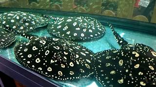 魚世界 FishWorld [台北民權][大河戀] 在家也能逛水族館 2 Taiwan Aquarium fish store tours