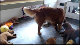 Golden Retriever Puppy Cam Live Stream