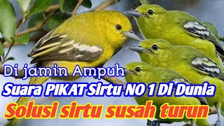 suara pikat sirpu Ribut kejepit Audio jernih anti zonk ✅✅✅