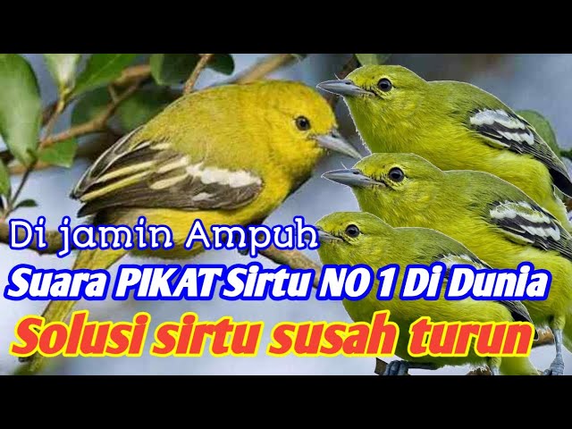 suara pikat sirpu Ribut kejepit Audio jernih anti zonk ✅✅✅ class=