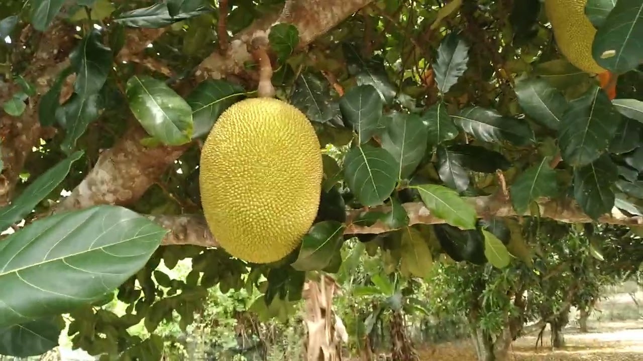 Lindo sítio, 21.750m2 em Arembepe, Camaçari-Ba. VENDO, R$ 320.000. 50 por 400 metros.10 min centro.