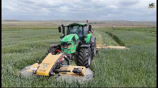 Cortar y picar trigo cerca de Buffalo, Wyoming