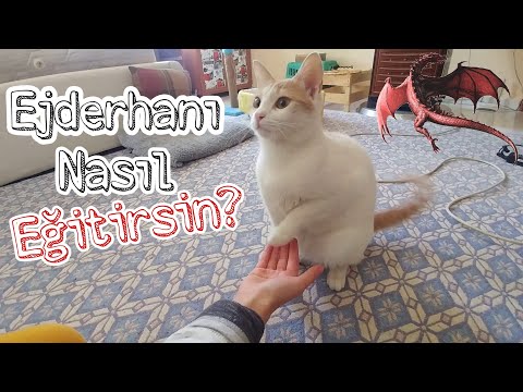 Kedimi nasıl eğitiyorum? Kedi eğitmek aslında çok kolay!