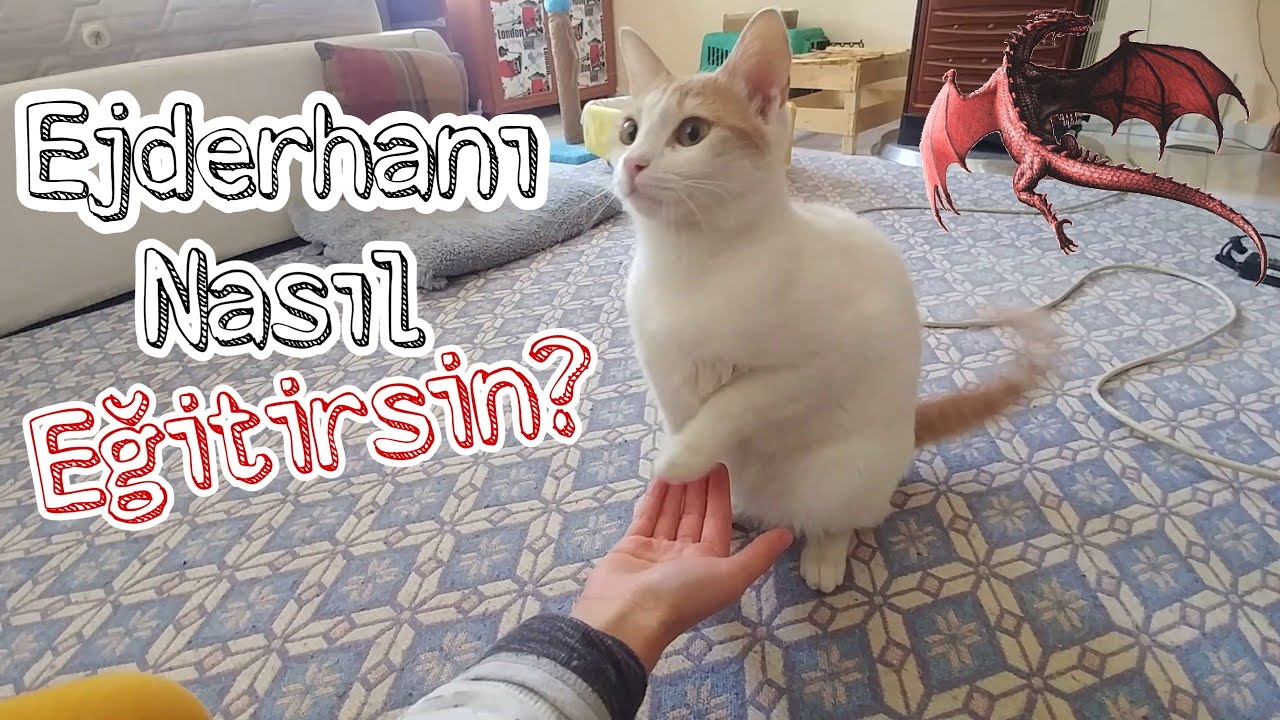 Kedimi Nasil Egitiyorum Kedi Egitmek Aslinda Cok Kolay Youtube