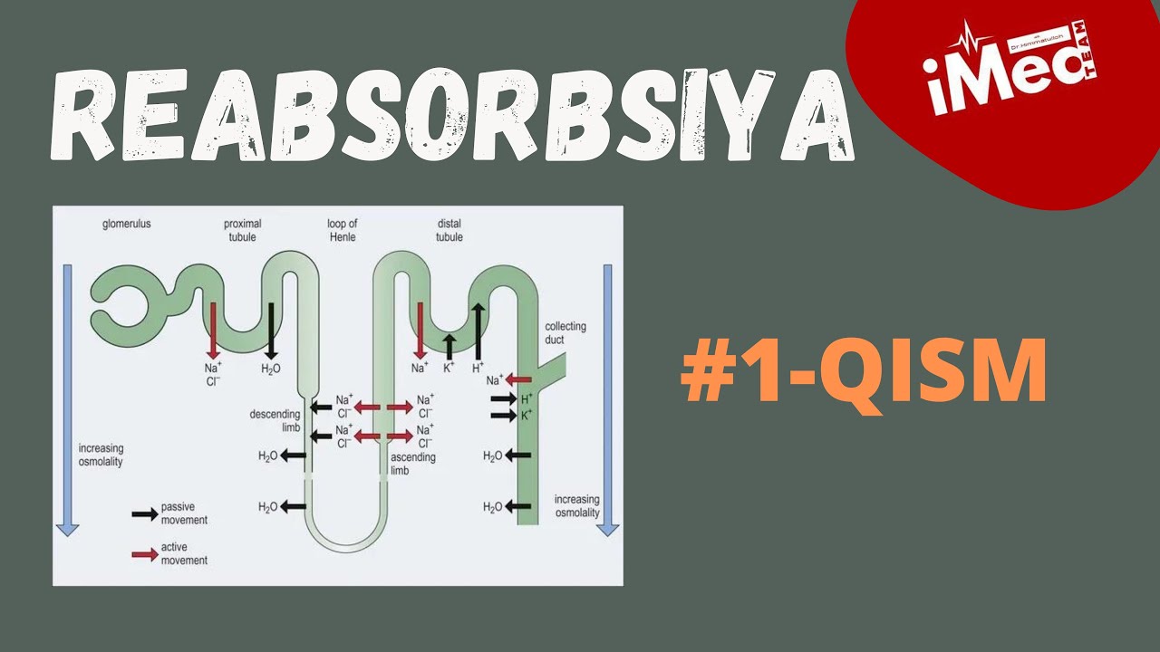 PROKSIMAL KANALCHALAR REABSORBSIYASI | 1-QISM | #imed #imedteam #reabsorbsiya #buyrak_reabsorbsiyasi