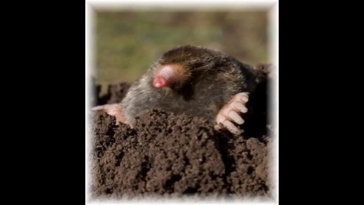 upload image Mole Trapping | Wildlife Control Helpline