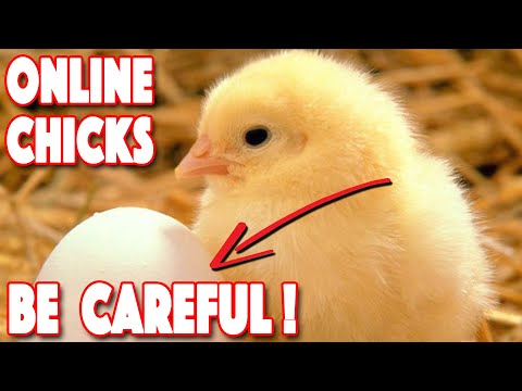 Ordering Chickens Online | 5 Most IMPORTANT Factors | Top 4 Hatcheries