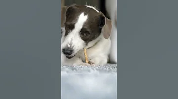 صوت كلب اصوات كلاب Dog Voice 