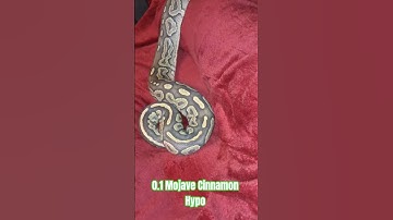 0.1 Mojave Cinnamon Hypo #mojave #cinnamon #hypo #shortsfeed #python #shorts #shortvideo #short