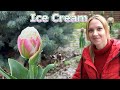 Тюльпаны Ice Cream 🌷 Ванильное мороженое под елочкой 🌲ОНИ ВОСХИТИТЕЛЬНЫ 😍