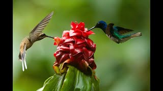 Humming birds types , Hummingbirds, best humming bird types