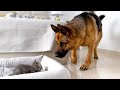 German Shepherd Shocked by a Kitten occupying his bed