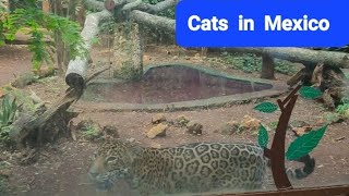 Cats in Mexico