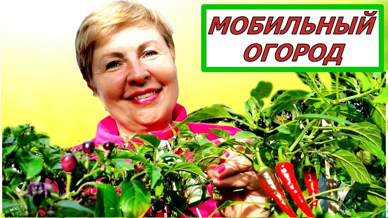 Огород, без сорняков и копать не надо! Идея для маленьких садов