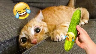 Hilarious Cats and Dogs 😹🐶 Funniest Animals 2024 🤣