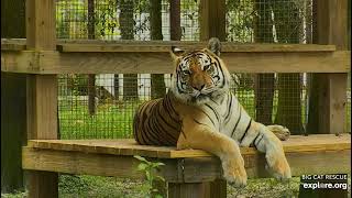 Dutchess and Priya tiger enjoying their morning at Big Cat Rescue in Tampa Florida.