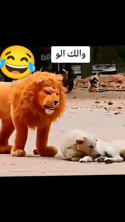 ولك الو هههههههه 😂#لبنان #الامارات #سوريا_لبنان ##shorts #shortvideo