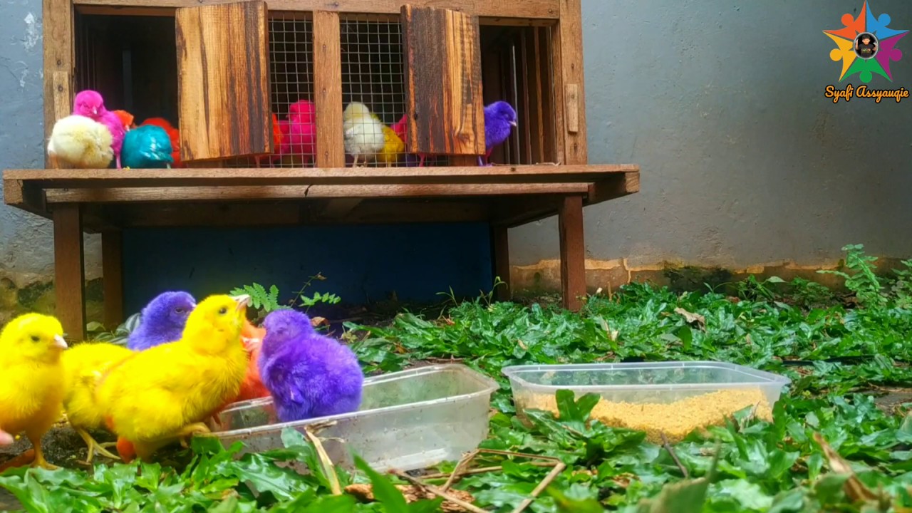 ANAK AYAM 🐤 Bermain bersama anak ayam warna warni || ayam pelangi