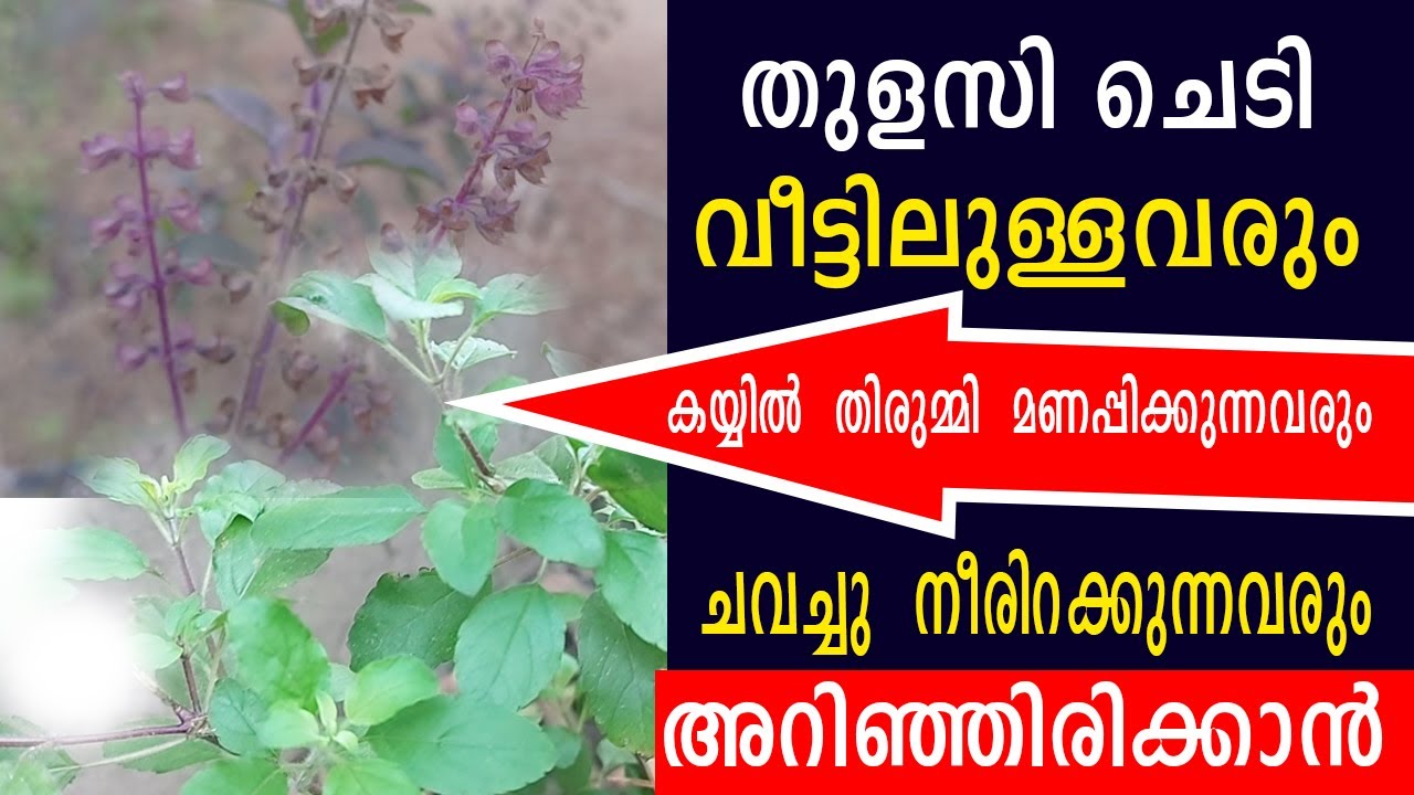 തുളസി ചെടി വീട്ടിലുള്ളവരും/  കയ്യിൽ  തിരുമ്മി  മണപ്പിക്കുന്നവരും  ചവച്ചു  നീരിറക്കുന്നവരും