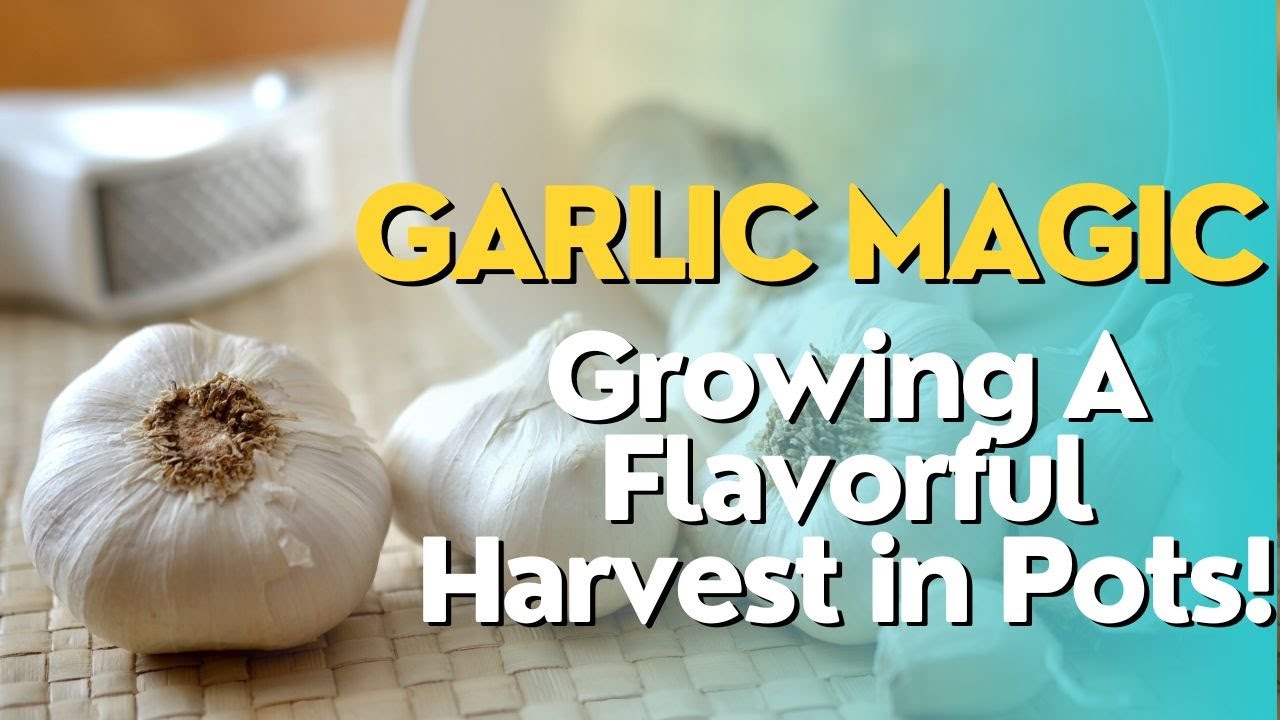 Garlic Magic Growing A Flavorful Harvest In Pots YouTube Maxresdefault
