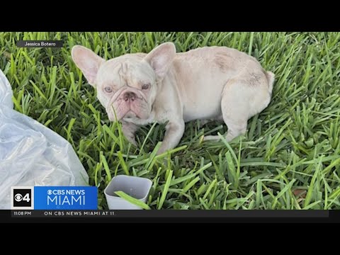 Video Shows Dog Being Abandoned On Side Of Road In El Portal