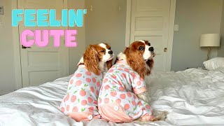 WHY DOGS NEED PAJAMAS // Cavalier King Charles Spaniel by Herky The Cavalier 3,982 views 7 months ago 5 minutes, 2 seconds