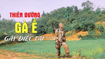 Một Ngày Đi Rừng- Lạc Vào Thiên Đường Gà Ế | Cao Phong