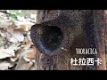 Stingless Bees Honey | Madu Kelulut | 银锋蜜 - What is stingless bee Borneo Sabah