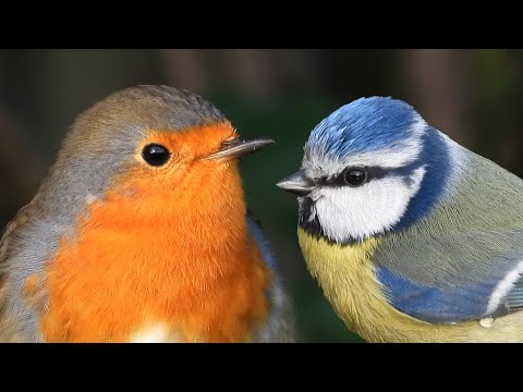 Video: I nidi degli uccelli possono bagnarsi?