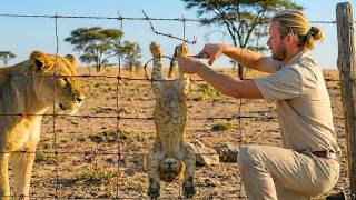 A man finds a dying lion cub trapped in a wire fence. What happens next is incredible!