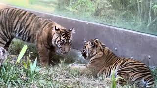 Almost 7 months old❣~ San Diego Zoo Safari Park ~ 2/11/2024