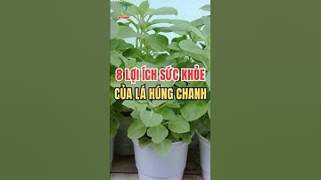 8 Công dụng của lá húng chanh