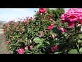 台灣賞花集 上集【4k】