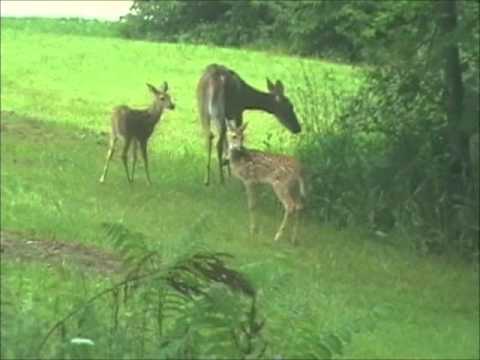 Mom and baby deer in my back yard - YouTube