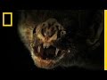 Vampire Bats and Tales of the Weird