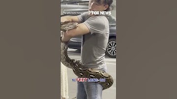 MASSIVE 16-foot python found in LA dumpster #shorts #foxnews #news #us #fox #viral #snake