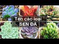 TÊN CÁC LOẠI SEN ĐÁ I Types of Succulent Plants