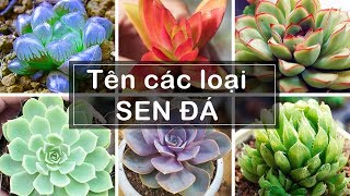 TÊN CÁC LOẠI SEN ĐÁ I Types of Succulent Plants