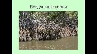 Виды и типы корней.AVI Виды и типы корней.AVI