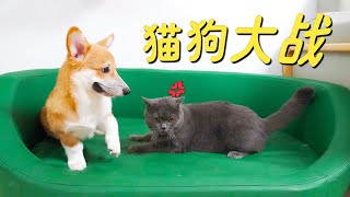 Little Corgi and the cat fight every day, and they actually have feelings!