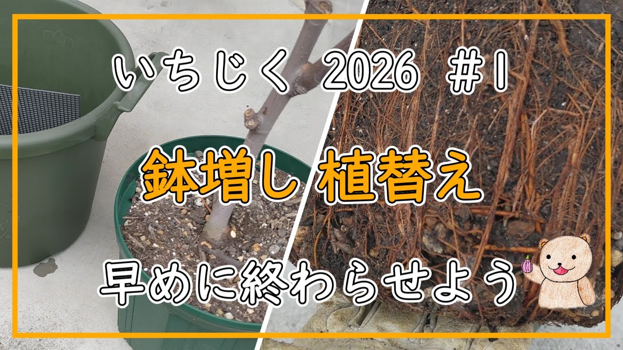 【いちじく】鉢増し 簡単鉢増し 植替え ＃1