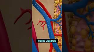 Sigaranın Zararları Ğımlılığı