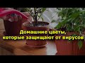 5 комнатных растений, которые защищают от вирусов.