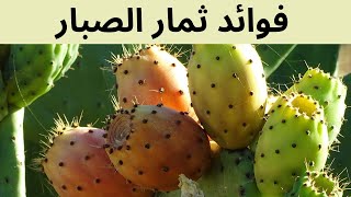 فوائد ثمار الصبار للجسم