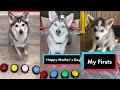 Sapphie the Pomsky Nee Funny TikToks - Sapphie the Pomsky Talking Dog TikToks 2023