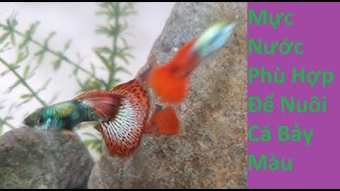 Mực Nước Phù Hợp Nhất Để Nuôi Cá Bảy Màu | Tuấn Cá Cảnh