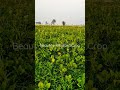 Beautiful mustard crop       kissan ki baat