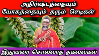 அதிர்ஷ்டத்தையும் யோகத்தையும் தரும் செடிகள் | athirshtam vara | yogam | vasthu chedi